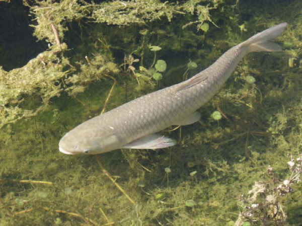 A grass carp in the pond at Chemeketa Brooks